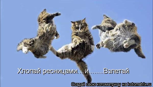 Котоматрица: Хлопай ресницами....и........Взлетай
