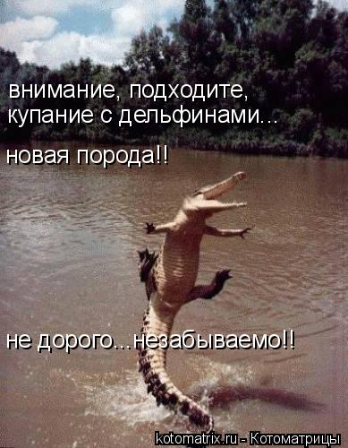 Котоматрица: внимание, подходите, купание с дельфинами... новая порода!! не дорого...незабываемо!!