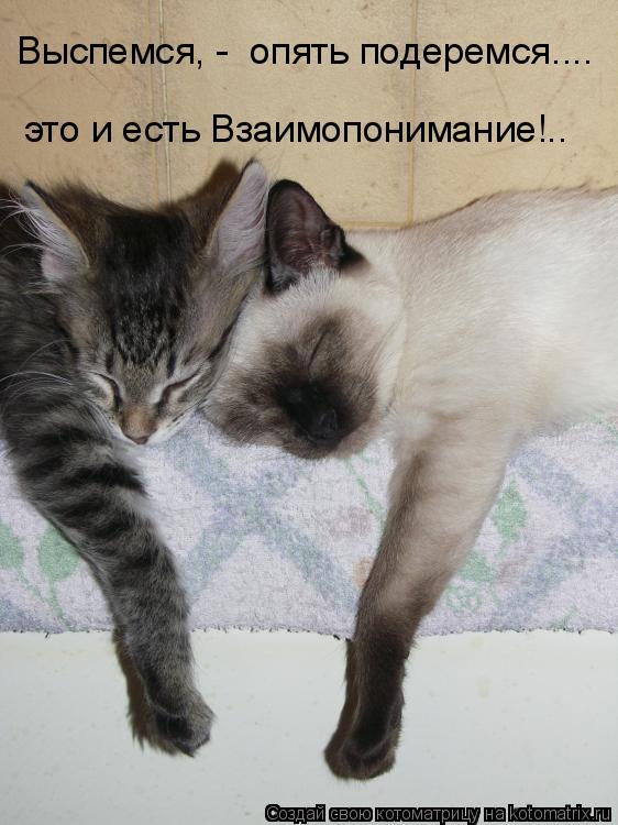 Котоматрица: Выспемся, -  опять подеремся.... это и есть Взаимопонимание!..