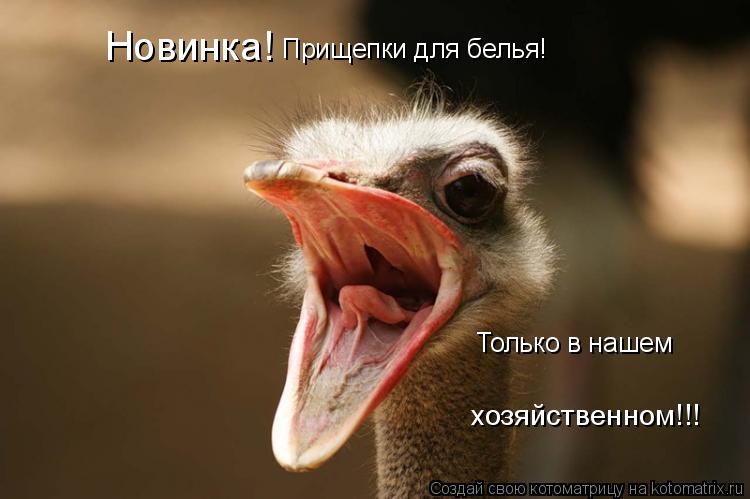 Котоматрица: Новинка! Прищепки для белья! Только в нашем хозяйственном!!!