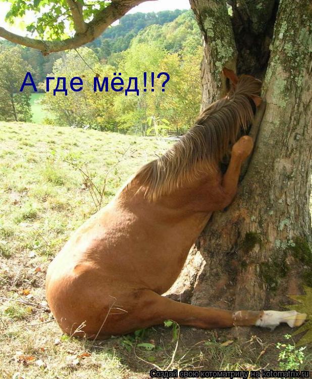 Котоматрица: А где мёд!!?