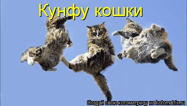 Котоматрица: Кунфу кошки