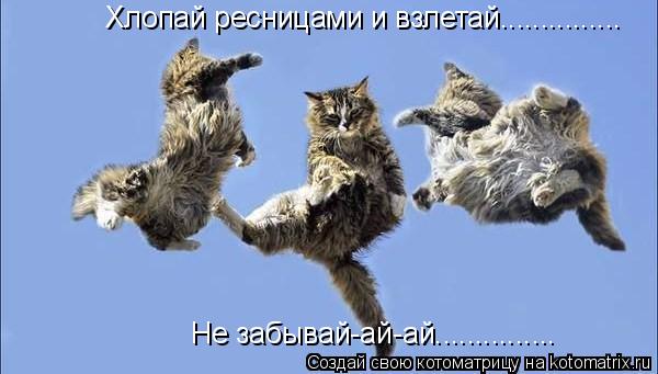 Котоматрица: Хлопай ресницами и взлетай............... Не забывай-ай-ай...............