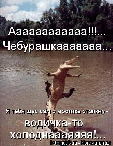 Котоматрица: Аааааааааааа!!!... Чебурашкааааааа... водичка-то  холоднаааяяяя!... Я тебя щас сам с мостика столкну -