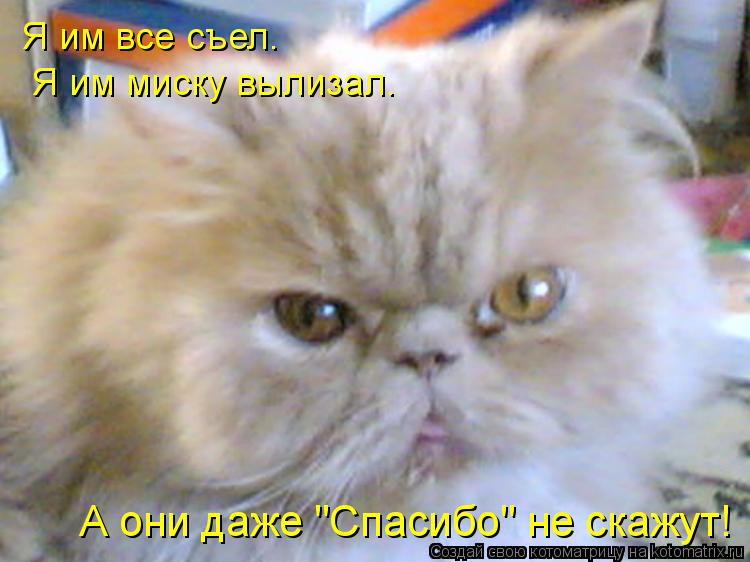 Котоматрица: Я им все съел.  Я им миску вылизал. А они даже "Спасибо" не скажут!