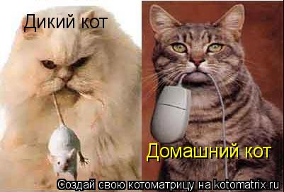 Котоматрица: Дикий кот Домашний кот