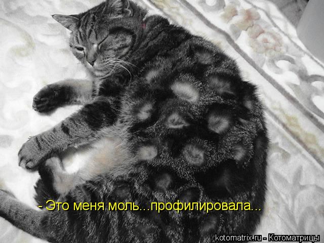Котоматрица: - Это меня моль...профилировала...