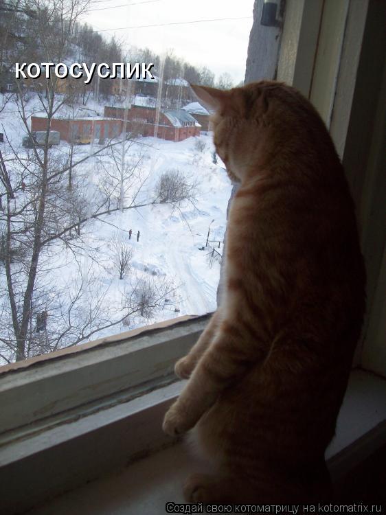 Котоматрица: котосуслик