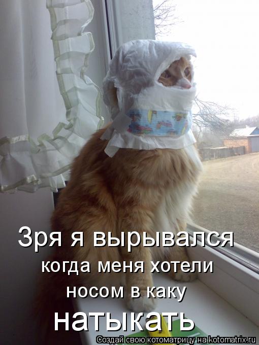 Котоматрица: Зря я вырывался когда меня хотели носом в каку натыкать