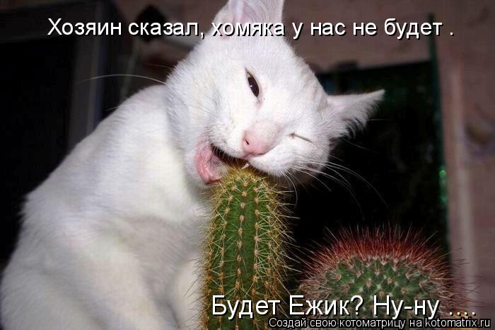 Котоматрица: Хозяин сказал, хомяка у нас не будет .  Хозяин сказал, хомяка у нас не будет .  Будет Ежик? Ну-ну ....