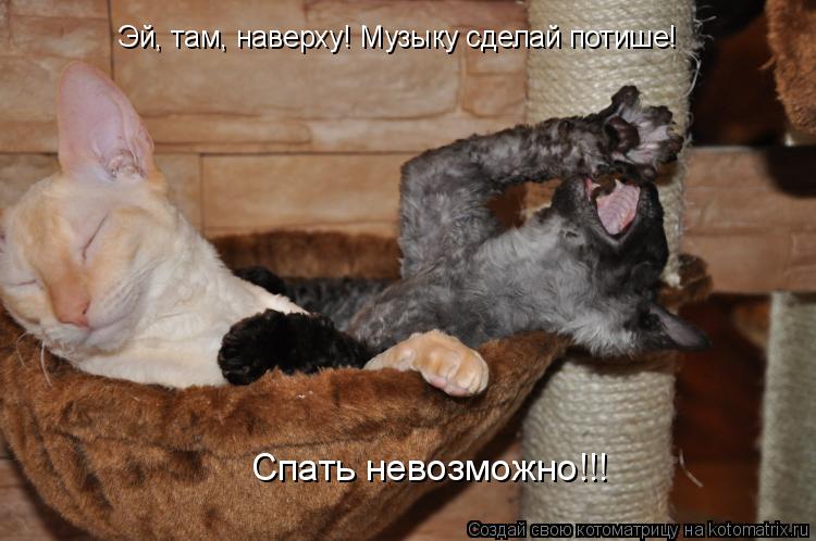 Котоматрица: Спать невозможно!!! Эй, там, наверху! Музыку сделай потише!