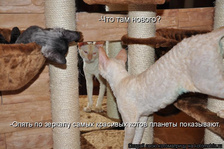 Котоматрица: -Опять по зеркалу самых красивых котов планеты показывают. -Что там нового?