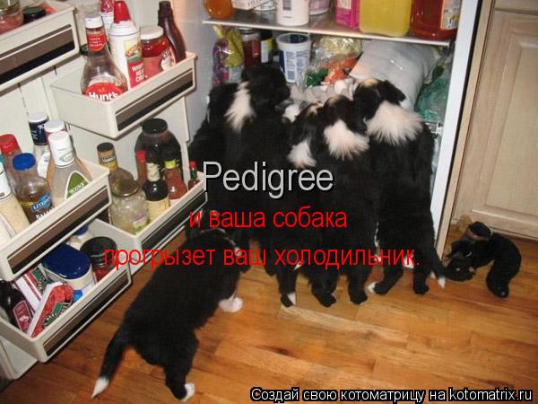 Котоматрица: Pedigree  и ваша собака прогрызет ваш холодильник.