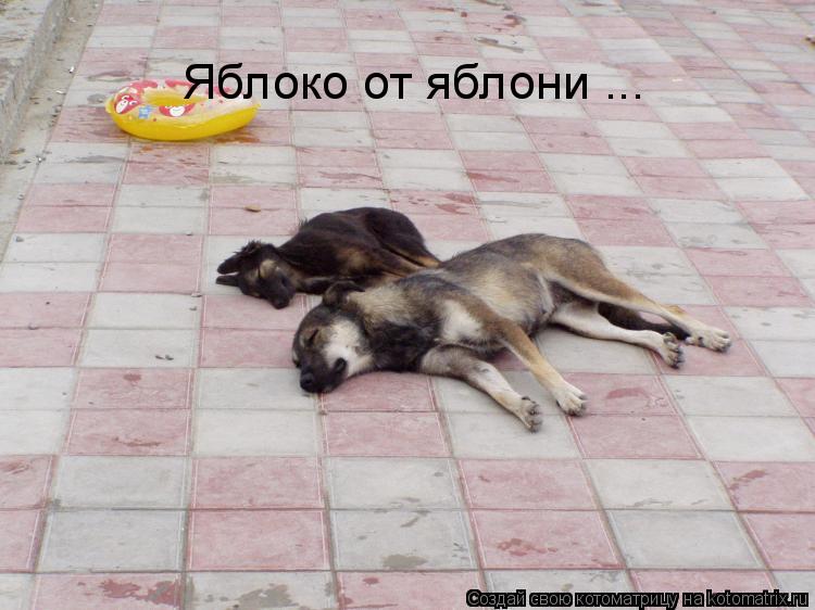 Яблоко от яблони ...... Котоматрица: Яблоко от яблони ...