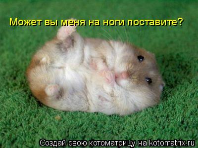 Котоматрица: Может вы меня на ноги поставите?