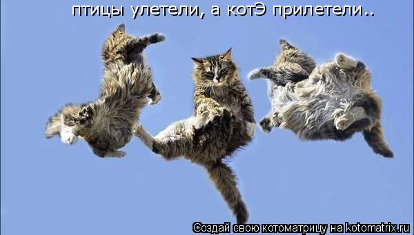 Котоматрица: птицы улетели, а котЭ прилетели..
