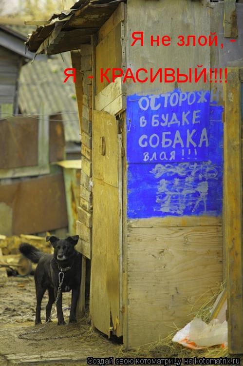 Котоматрица: Я не злой, - Я  - КРАСИВЫЙ!!!!
