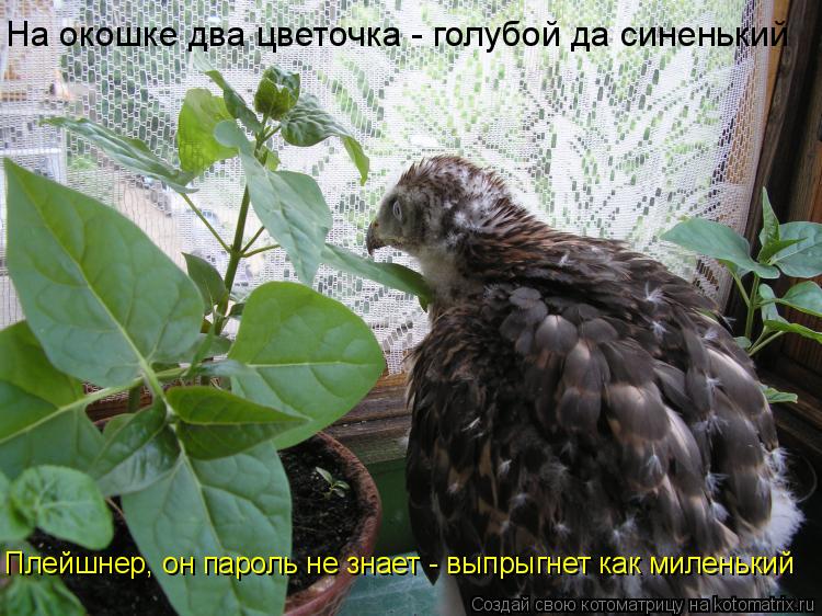 На окошке два цветочка - голубой да синенький Плейшнер, он пароль не знает - выпрыгнет как миленький... Котоматрица: На окошке два цветочка - голубой да синенький Плейшнер, он пароль не знает - выпрыгнет как миленький