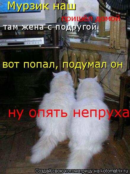 Котоматрица: Мурзик наш  пришёл домой там жена с подругой вот попал, подумал он ну опять непруха