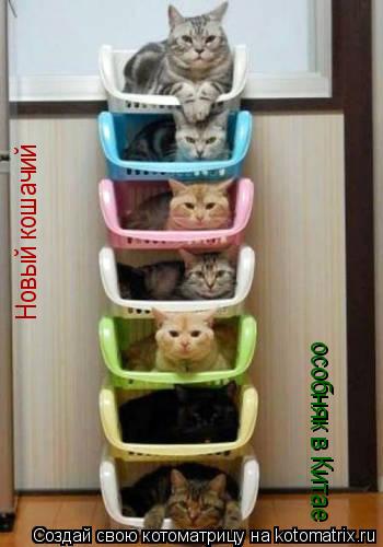 Котоматрица: Новый кошачий особняк в Китае