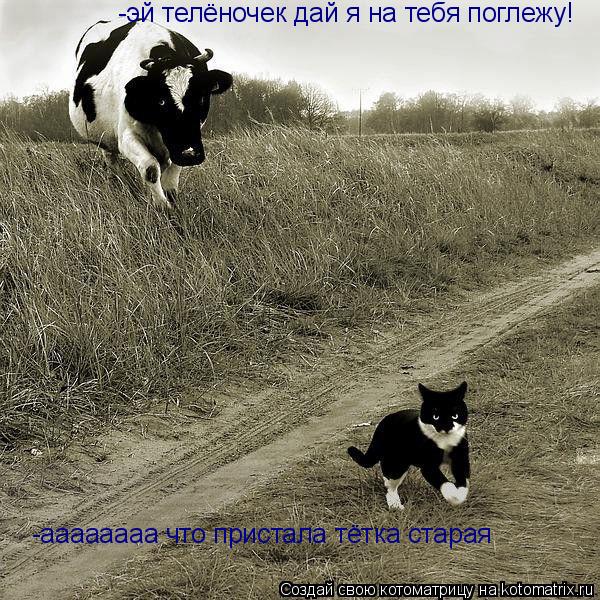 Котоматрица: -эй телёночек дай я на тебя поглежу! -аааааааа что пристала тётка старая