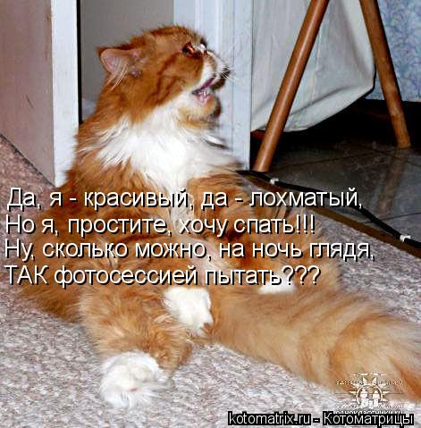 Да, я - красивый, да - лохматый, Но я, простите, хочу спать!!! Ну, сколько можно, на ночь глядя, ТАК ... Котоматрица: Да, я - красивый, да - лохматый, Но я, простите, хочу спать!!! Ну, сколько можно, на ночь глядя, ТАК фотосессией пытать???