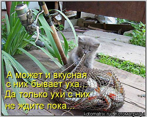 А может и вкусная с них бывает уха... Да только ухи с них не ждите пока...... Котоматрица: А может и вкусная с них бывает уха... Да только ухи с них не ждите пока...