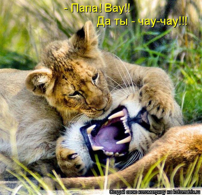 - Папа! Вау!! Да ты - чау-чау!!!... Котоматрица: - Папа! Вау!! Да ты - чау-чау!!!