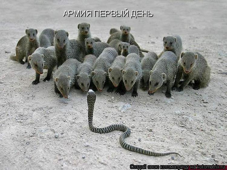 АРМИЯ ПЕРВЫЙ ДЕНЬ... Котоматрица: АРМИЯ ПЕРВЫЙ ДЕНЬ