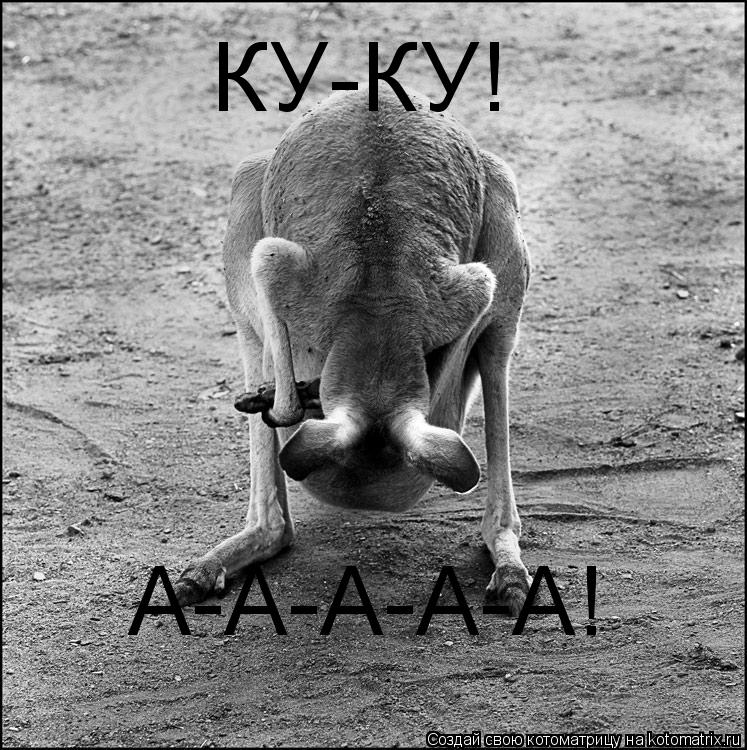 КУ-КУ! А-А-А-А-А!... Котоматрица: КУ-КУ! А-А-А-А-А!