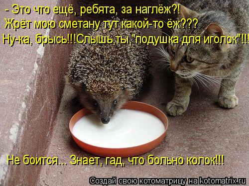 - Это что ещё, ребята, за наглёж?! Жрёт мою сметану тут какой-то ёж??? Ну-ка, брысь!!!Слышь,ты,"подуш... Котоматрица: - Это что ещё, ребята, за наглёж?! Жрёт мою сметану тут какой-то ёж??? Ну-ка, брысь!!!Слышь,ты,"подушка для иголок"!!! Не боится..… Знает, гад, что бо