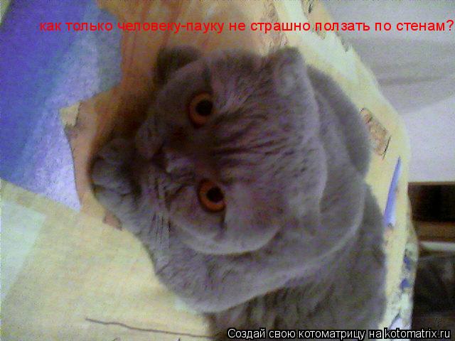 как только человеку-пауку не страшно ползать по стенам???... Котоматрица: как только человеку-пауку не страшно ползать по стенам???