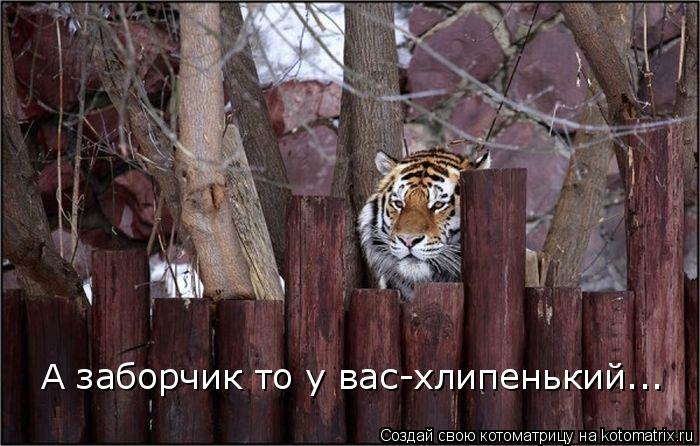 А заборчик то у вас-хлипенький...... Котоматрица: А заборчик то у вас-хлипенький...