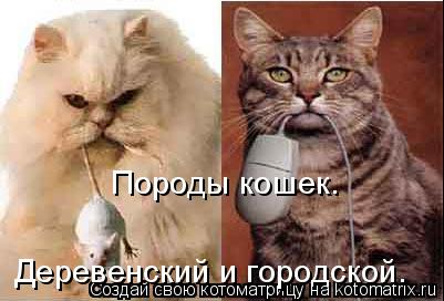 Котоматрица: Породы кошек. Деревенский и городской.