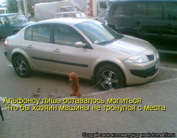 Котоматрица: Альфонсу лишь оставалось молиться Что бы хозяин машины не тронулся с места