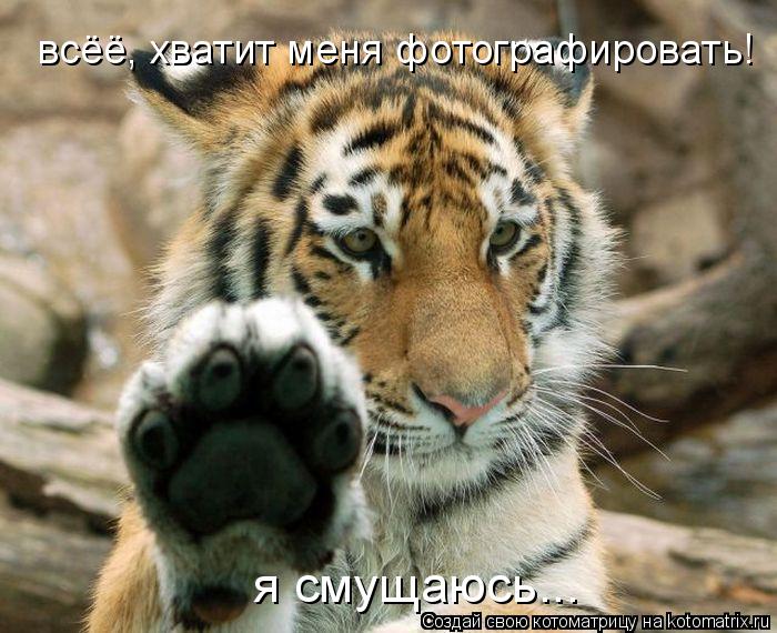 Котоматрица: всёё, хватит меня фотографировать! я смущаюсь...