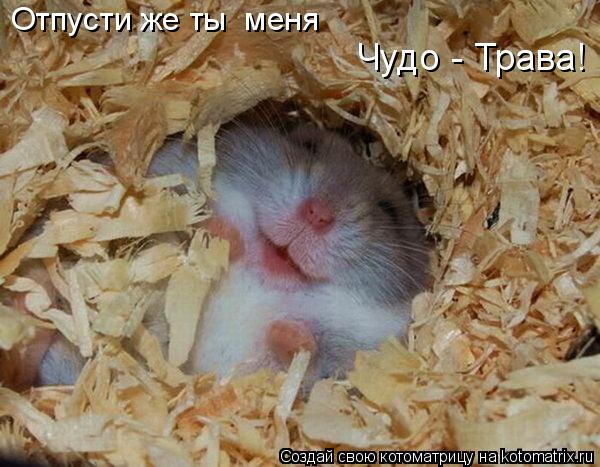 Котоматрица: Отпусти же ты  меня  Чудо - Трава!