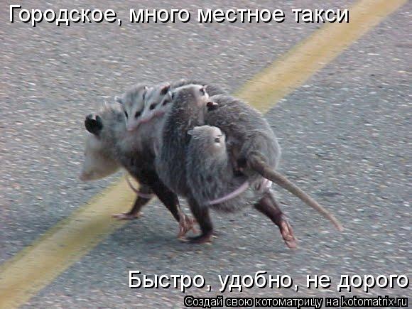 Котоматрица: Городское, много местное такси Быстро, удобно, не дорого!