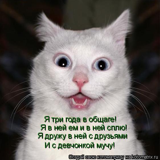 Котоматрица: Я три года в общаге! Я в ней ем и в ней сплю! Я дружу в ней с друзьями И с девчонкой мучу!