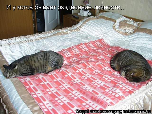 Котоматрица: И у котов бывает раздвоение личности...