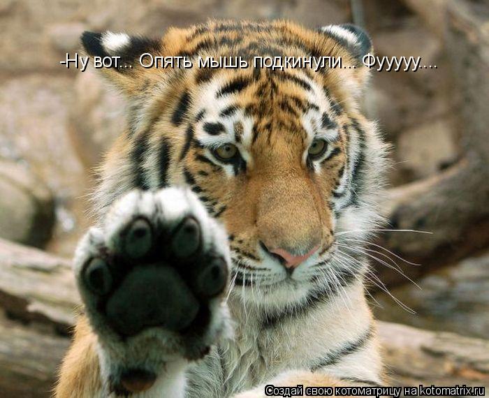 Котоматрица: -Ну вот... Опять мышь подкинули... Фууууу....