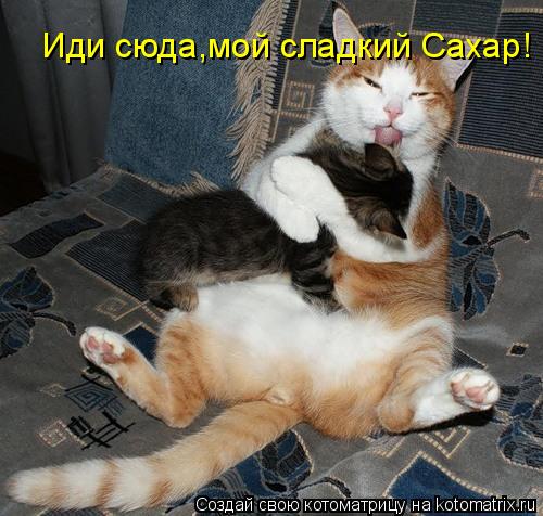 Котоматрица: Иди сюда,мой сладкий Сахар!