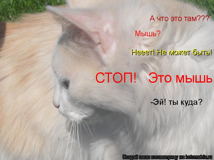 Котоматрица: А что это там???  Мышь? Нееет! Не может быть!  СТОП!   Это мышь! -Эй! ты куда?