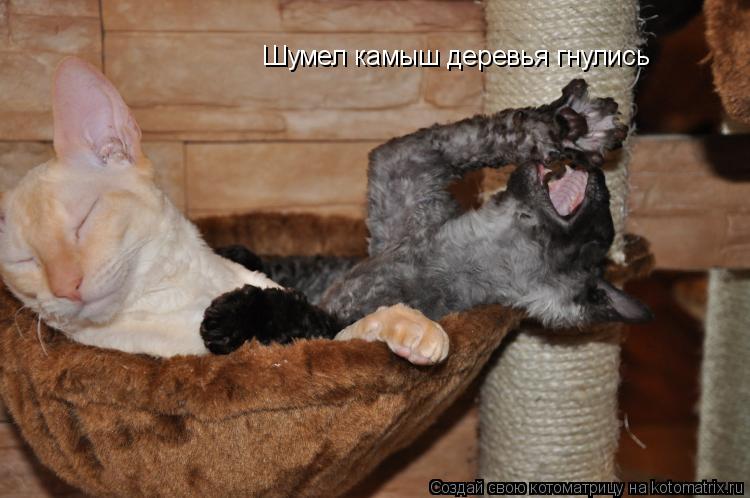 Котоматрица: Шумел камыш деревья гнулись