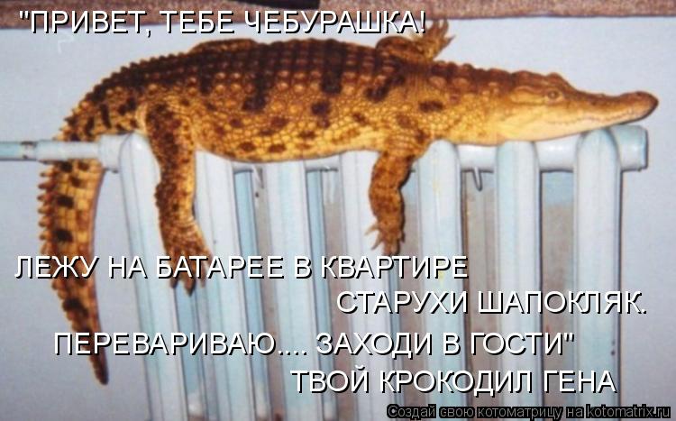 Котоматрица: "ПРИВЕТ, ТЕБЕ ЧЕБУРАШКА! ЛЕЖУ НА БАТАРЕЕ В КВАРТИРЕ СТАРУХИ ШАПОКЛЯК. ПЕРЕВАРИВАЮ.... ЗАХОДИ В ГОСТИ" ТВОЙ КРОКОДИЛ ГЕНА