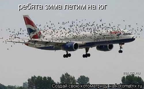 Котоматрица: ребята зима летим на юг