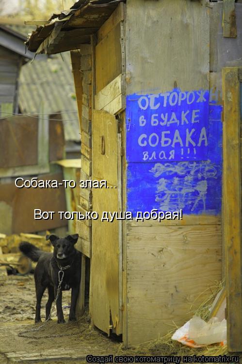 Собака-то злая... Вот только душа добрая! Вот только душа добрая!... Котоматрица: Собака-то злая... Вот только душа добрая! Вот только душа добрая!