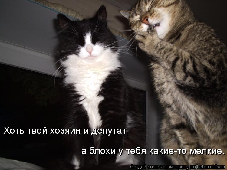 Хоть твой хозяин и депутат, а блохи у тебя какие-то мелкие.... Котоматрица: Хоть твой хозяин и депутат, а блохи у тебя какие-то мелкие.
