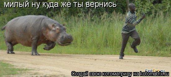 милый ну куда же ты вернись... Котоматрица: милый ну куда же ты вернись