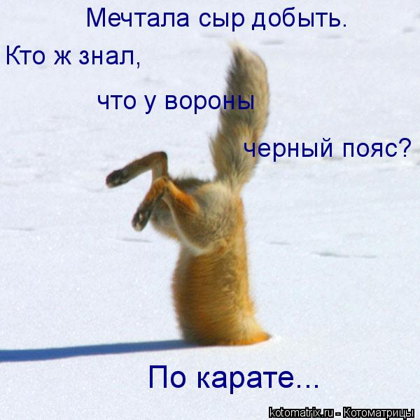 Мечтала сыр добыть. Кто ж знал, что у вороны черный пояс? По карате...... Котоматрица: Мечтала сыр добыть. Кто ж знал, что у вороны черный пояс? По карате...